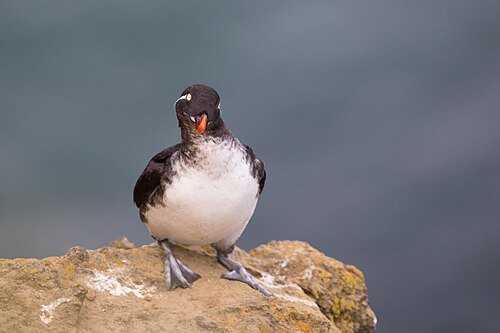 Papegaai-alk (Aethia psittacula)