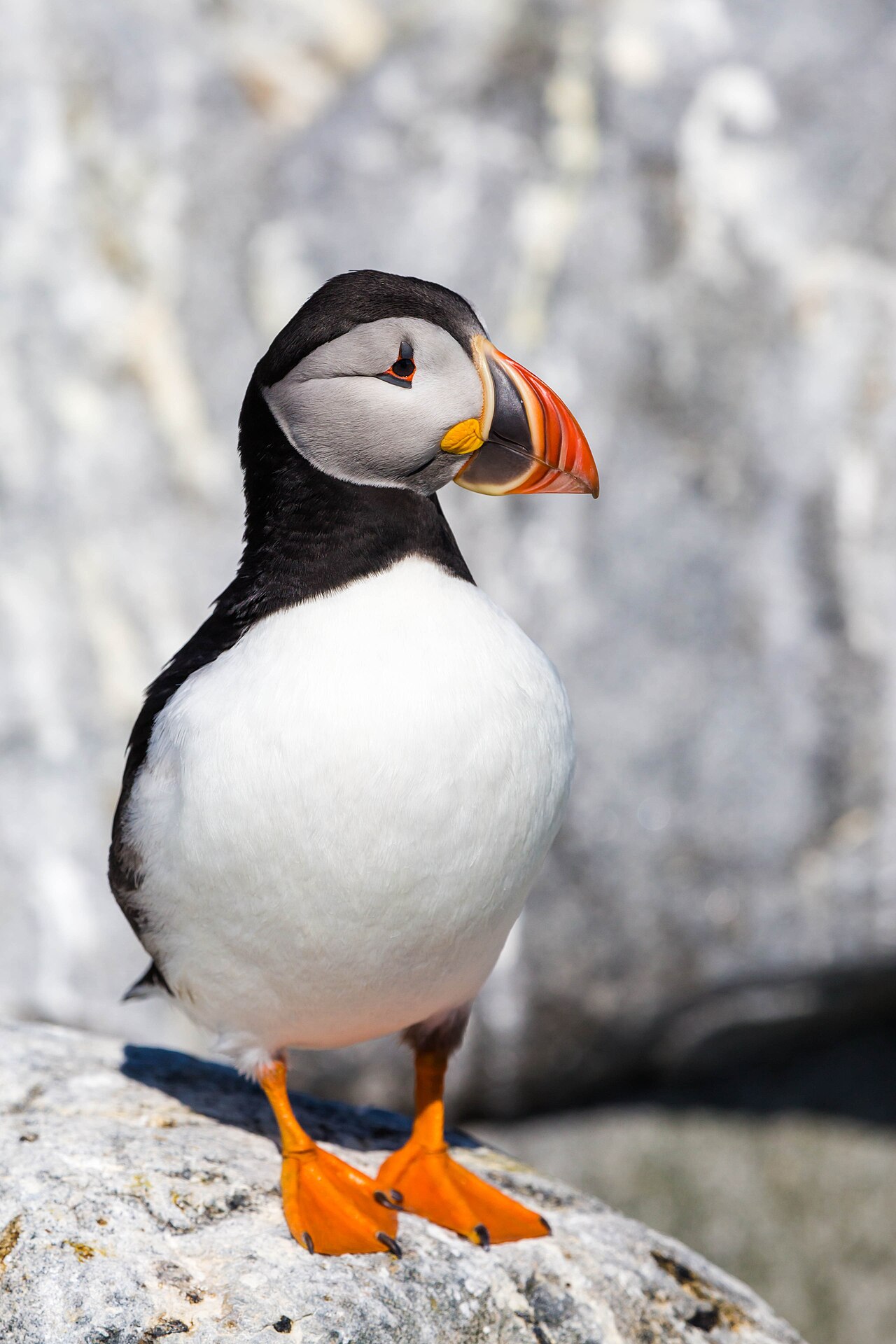 Atlantic Puffin (Fratercula arctica)