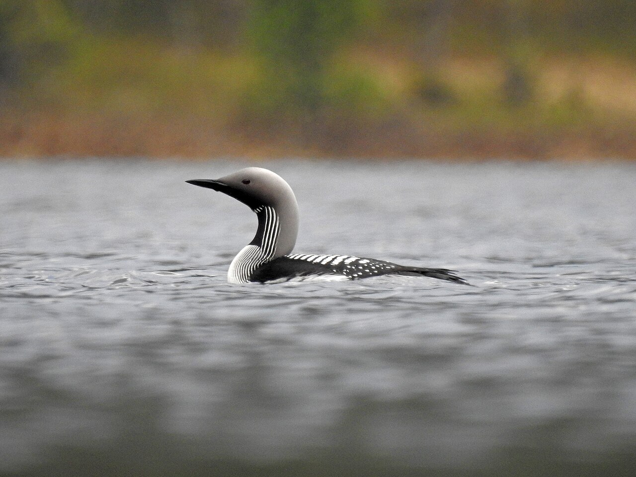 Arctic Loon (Gavia arctica)