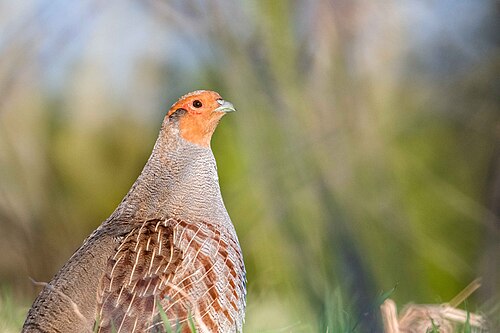 Patrijs (Perdix perdix)