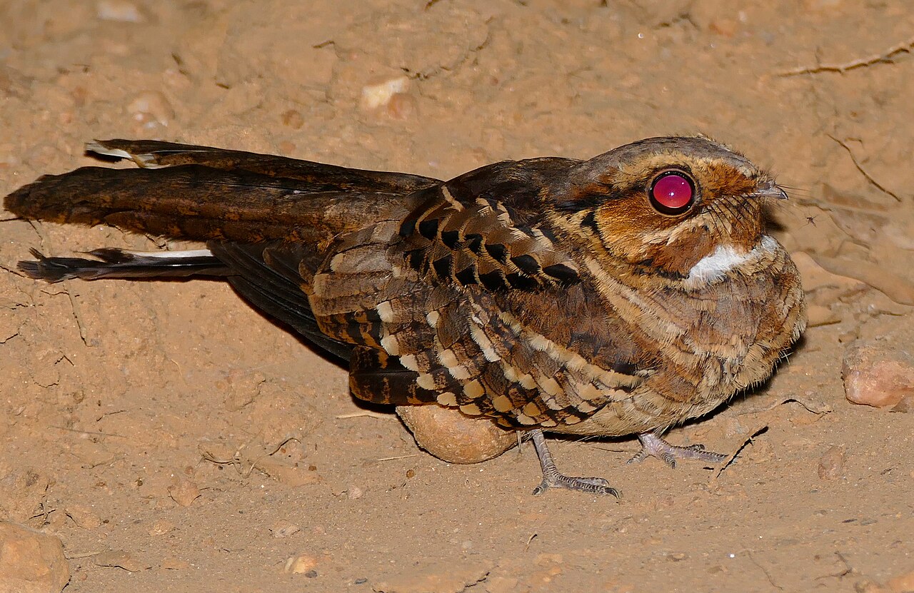 Common Pauraque (Nyctidromus albicollis)