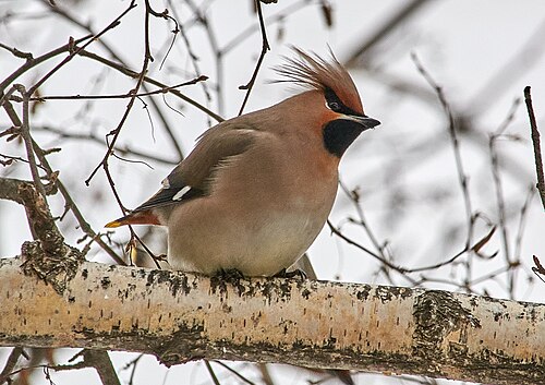 Pestvogel (Bombycilla garrulus)