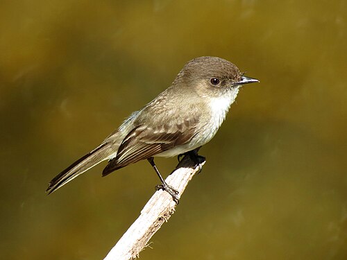 Phoebe (Sayornis phoebe)