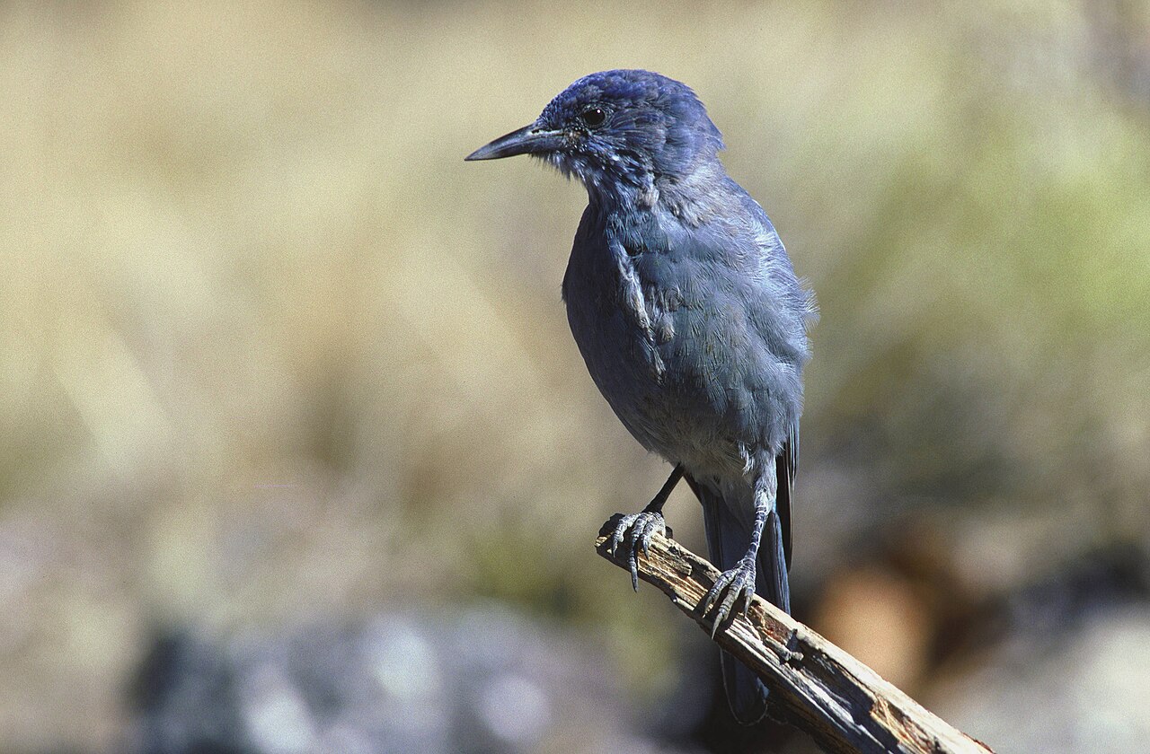 Pinyongaai (Gymnorhinus cyanocephalus)