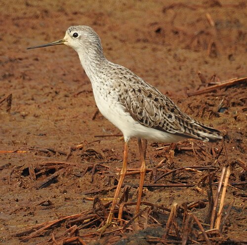 Poelruiter (Tringa stagnatilis)