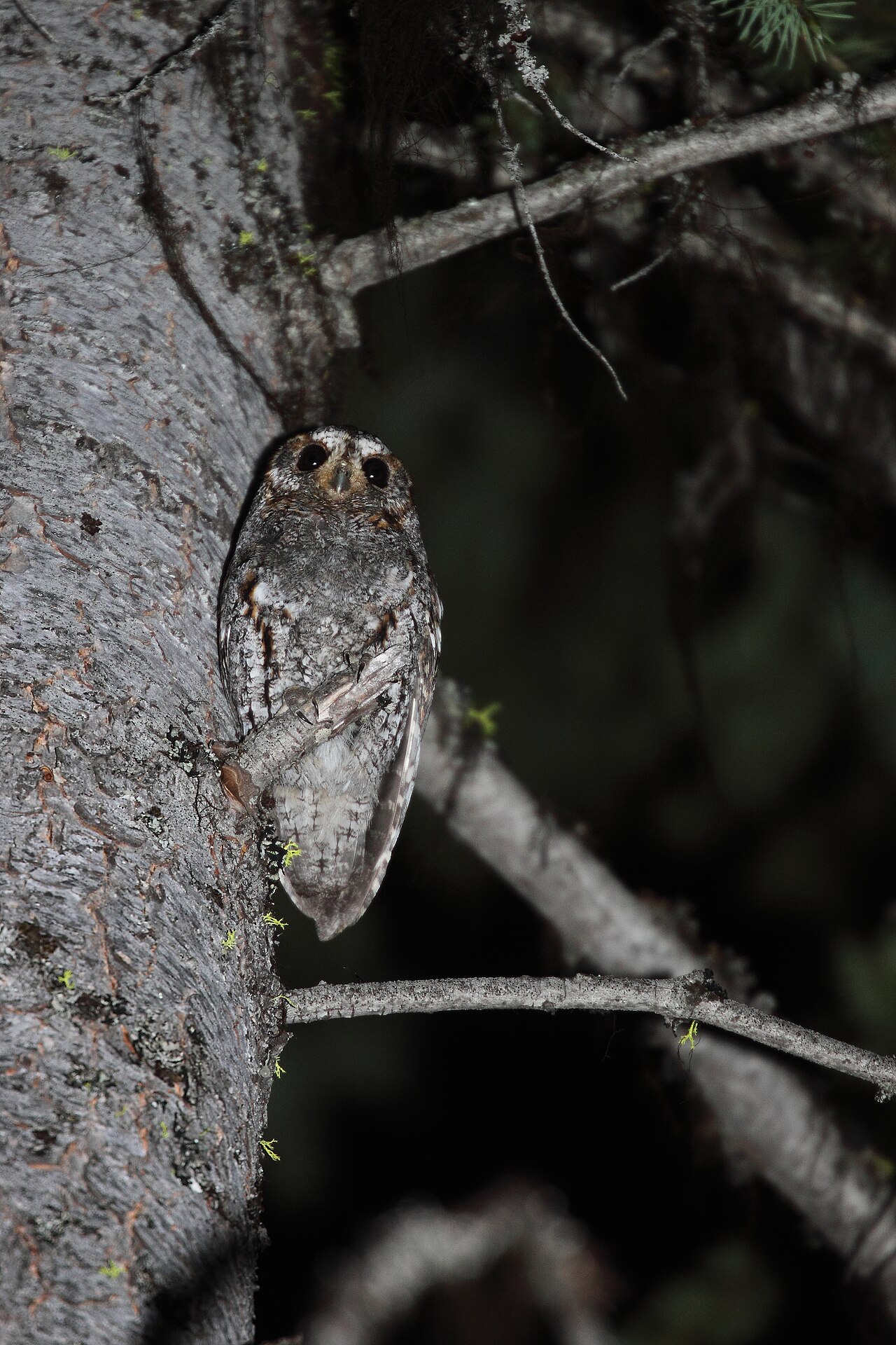 Ponderosadwergooruil (Psiloscops flammeolus)