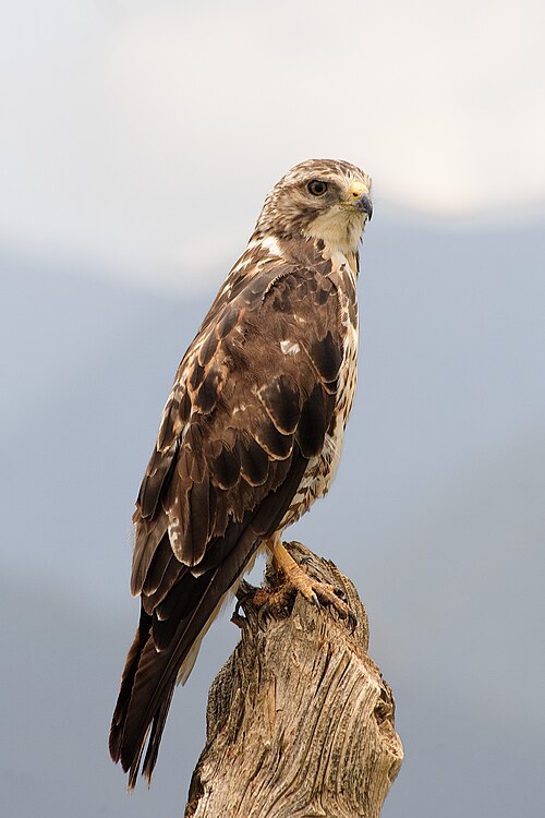 Prairiebuizerd (Buteo swainsoni)