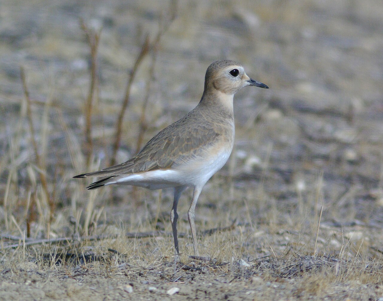 Chorlito Llanero (Anarhynchus montanus)
