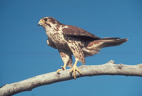 Prairievalk (Falco mexicanus)