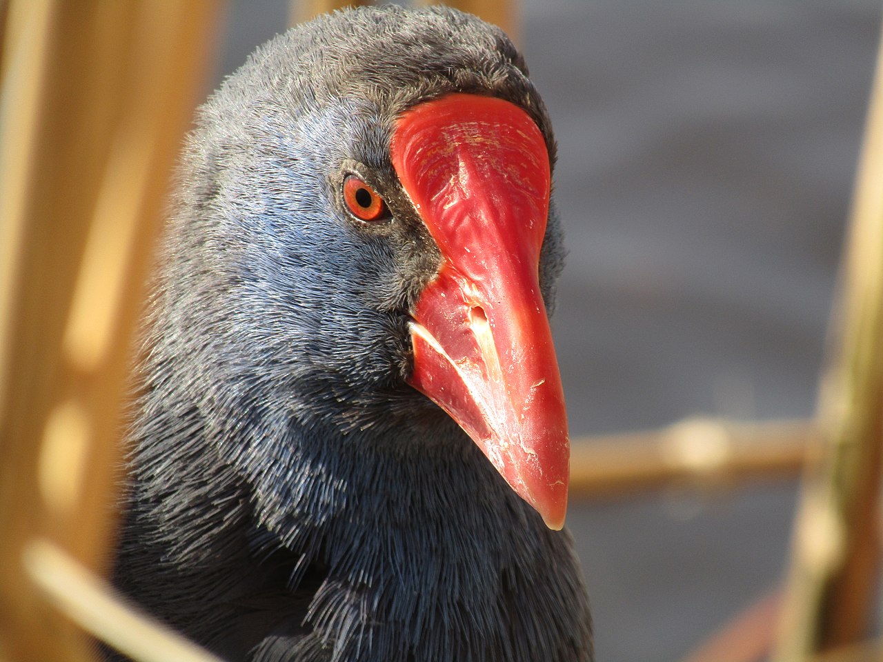 Purperkoet (Porphyrio porphyrio)