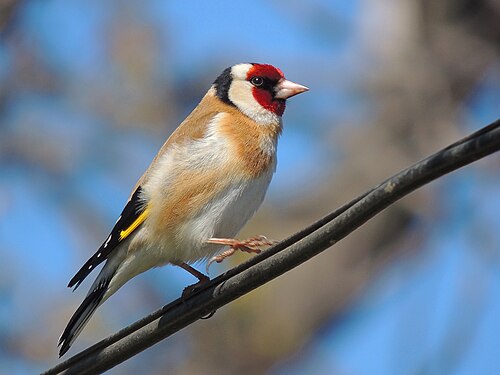 Putter (Carduelis carduelis)