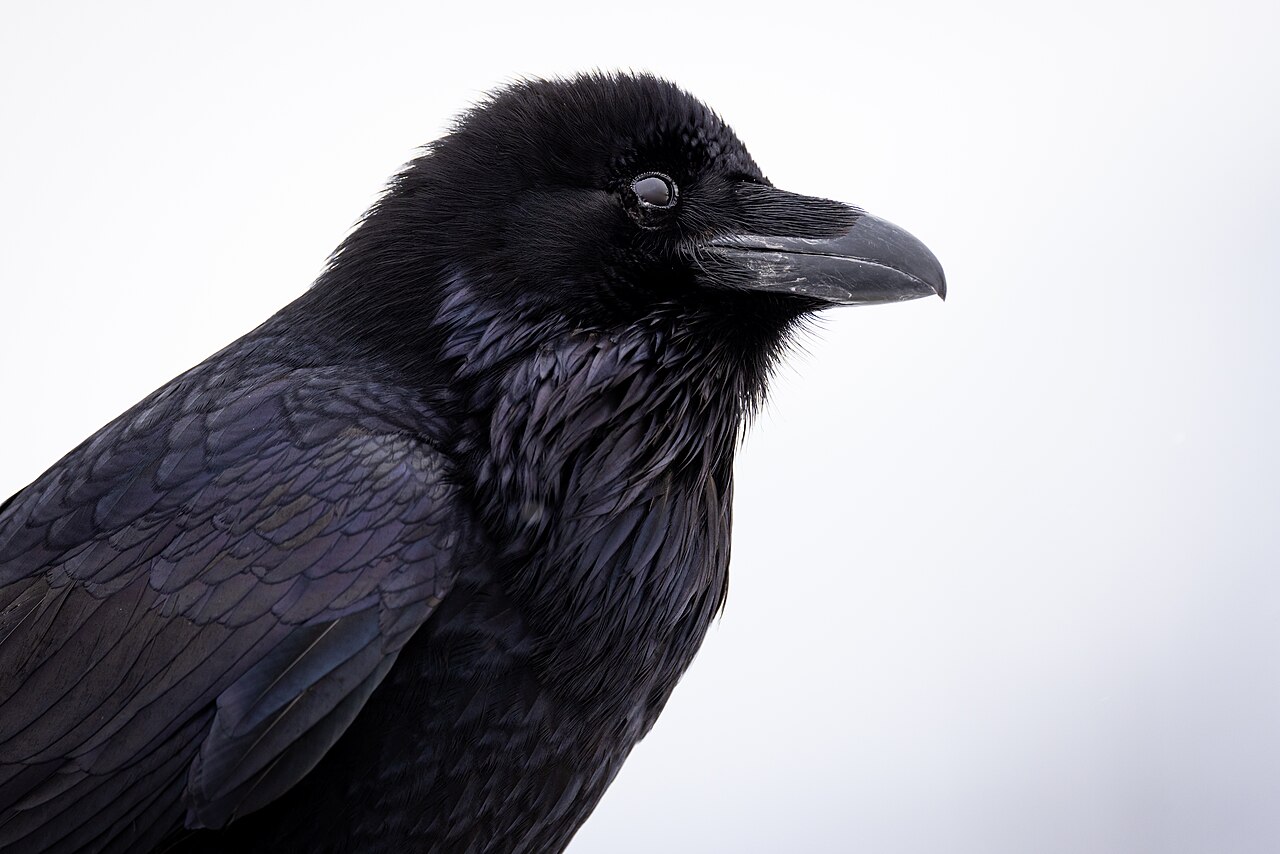 Cuervo grande (Corvus corax)