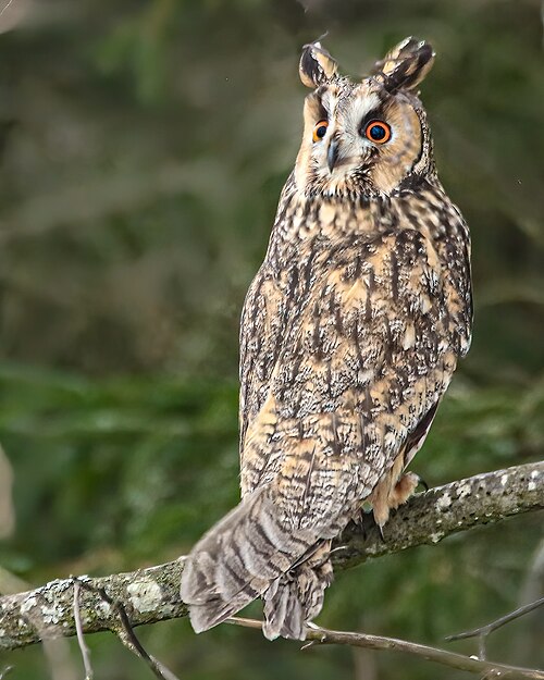 Ransuil (Asio otus)