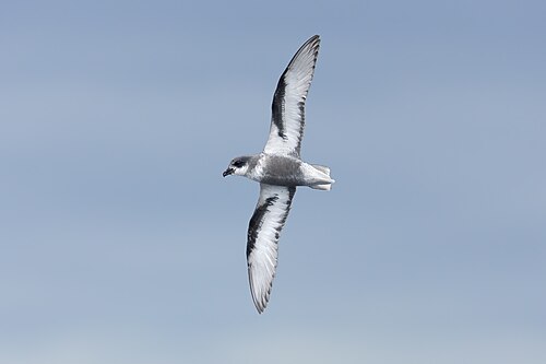 Regenstormvogel (Pterodroma inexpectata)