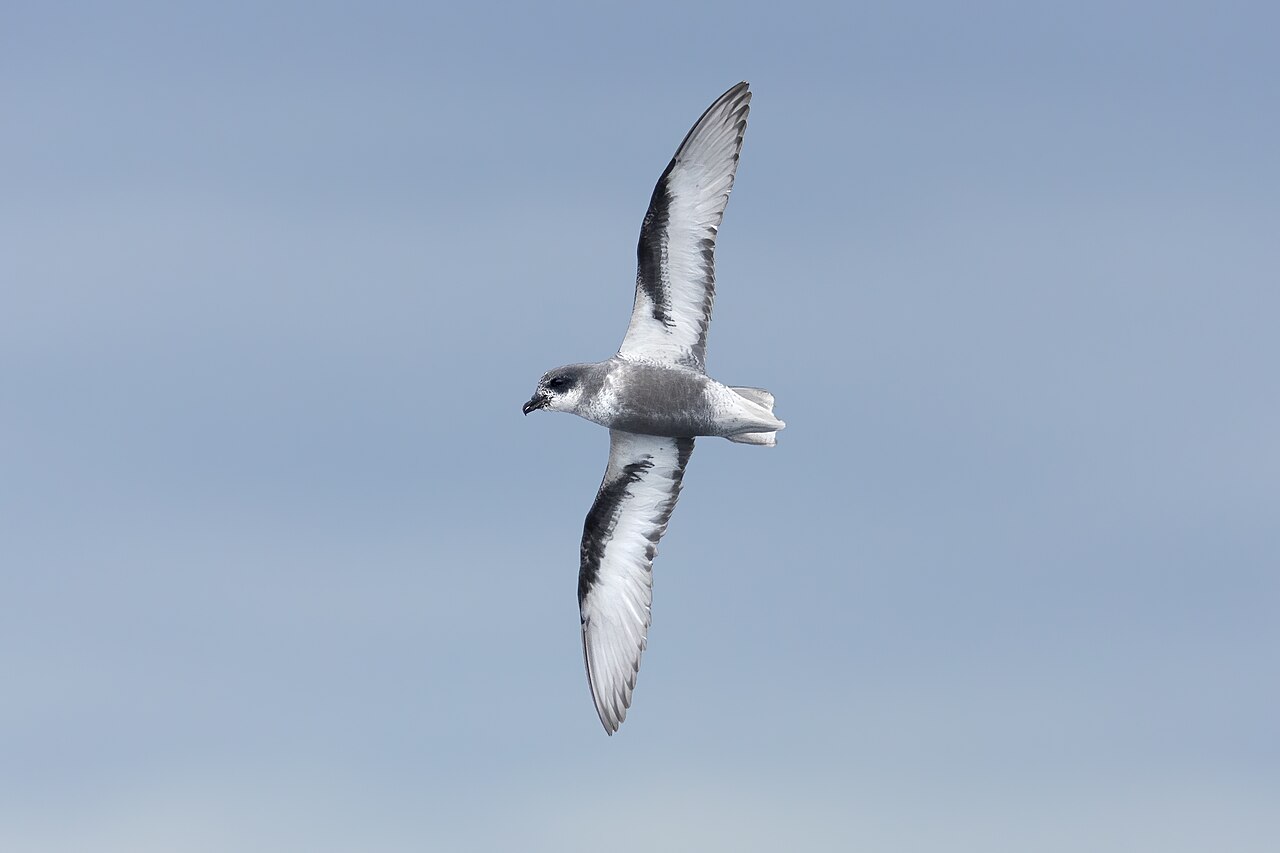 Petrel moteado (Pterodroma inexpectata)