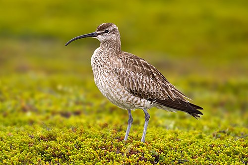 Regenwulp (Numenius phaeopus)
