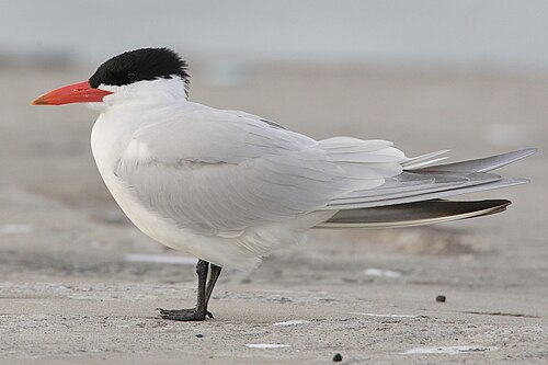 Reuzenstern (Hydroprogne caspia)