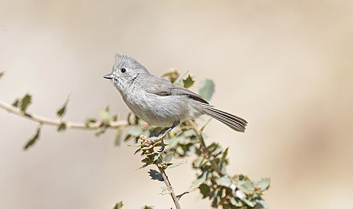 Ridgways Mees (Baeolophus ridgwayi)