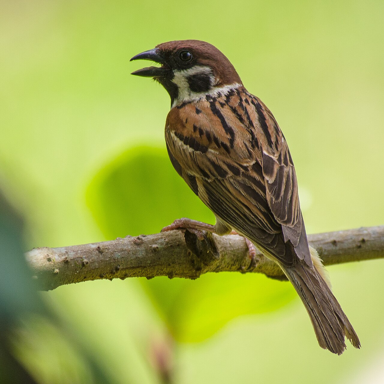 Ringmus (Passer montanus)