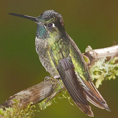 Rivoli's kolibrie (Eugenes fulgens)