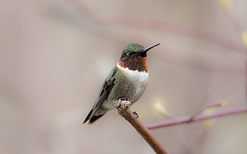 Robijnkeelkolibrie (Archilochus colubris)