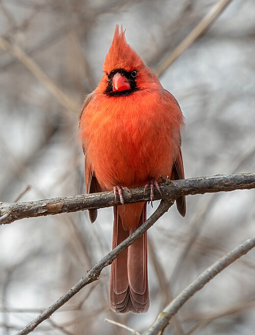 Rode kardinaal (Cardinalis cardinalis)