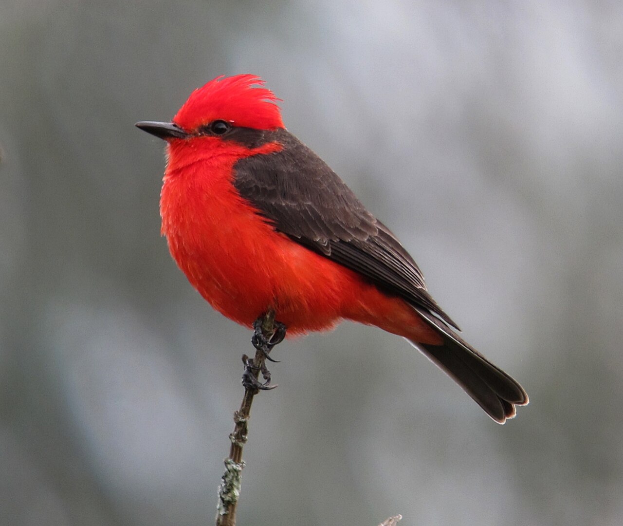 Rode tiran (Pyrocephalus obscurus)