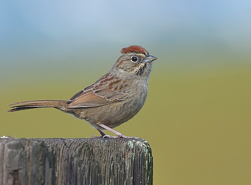 Roestkruingors (Aimophila ruficeps)