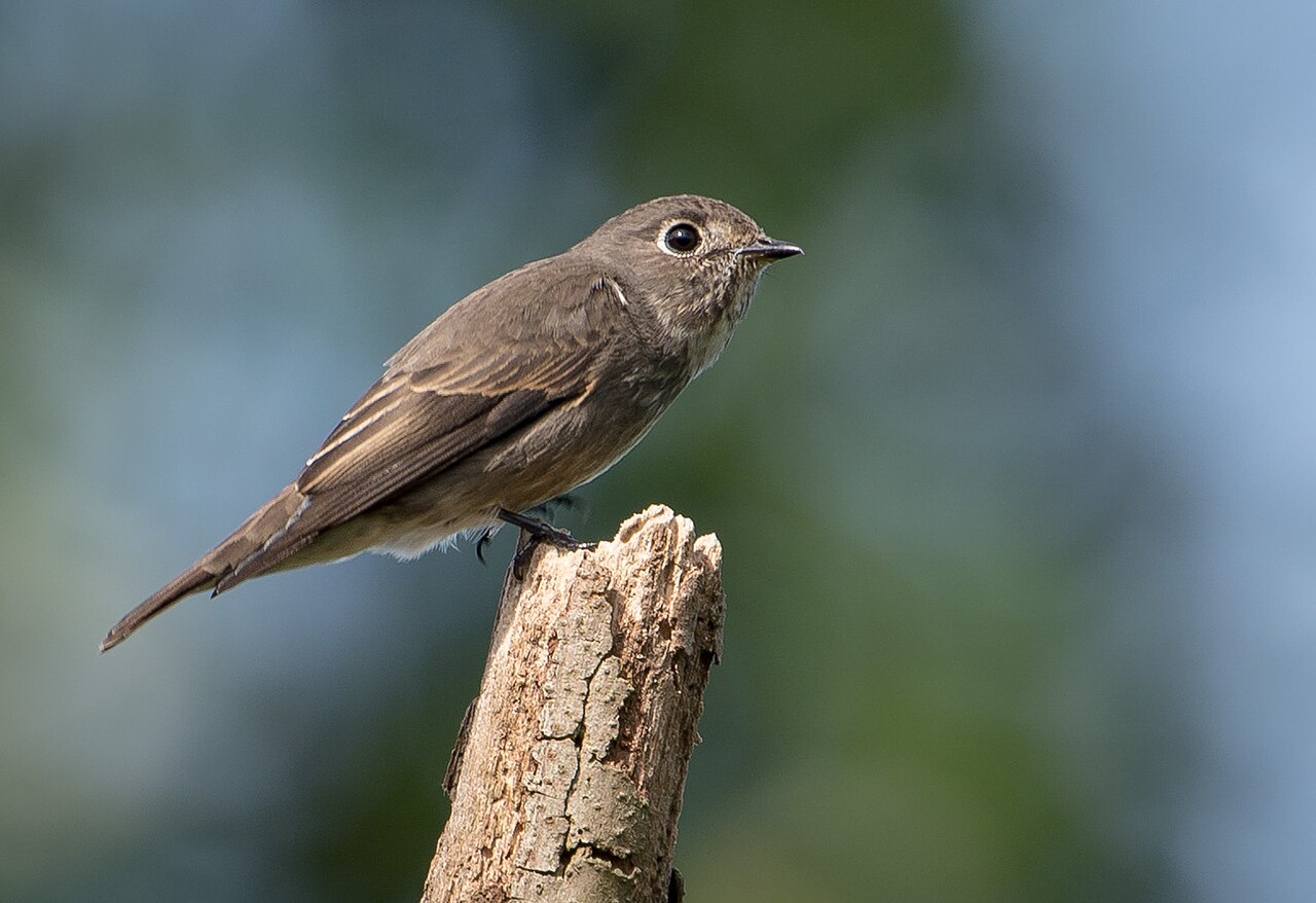 Dark-sided Flycatcher (Muscicapa sibirica)