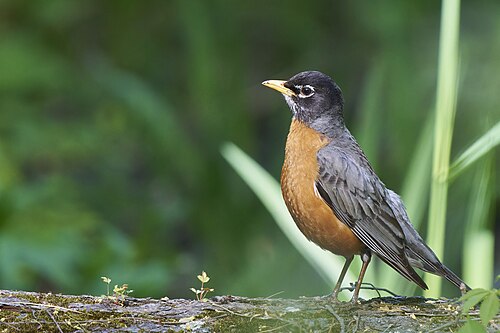 Roodborstlijster (Turdus migratorius)