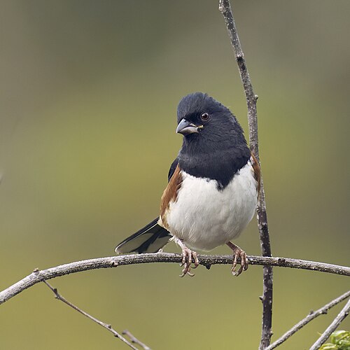 Roodflanktowie (Pipilo erythrophthalmus)