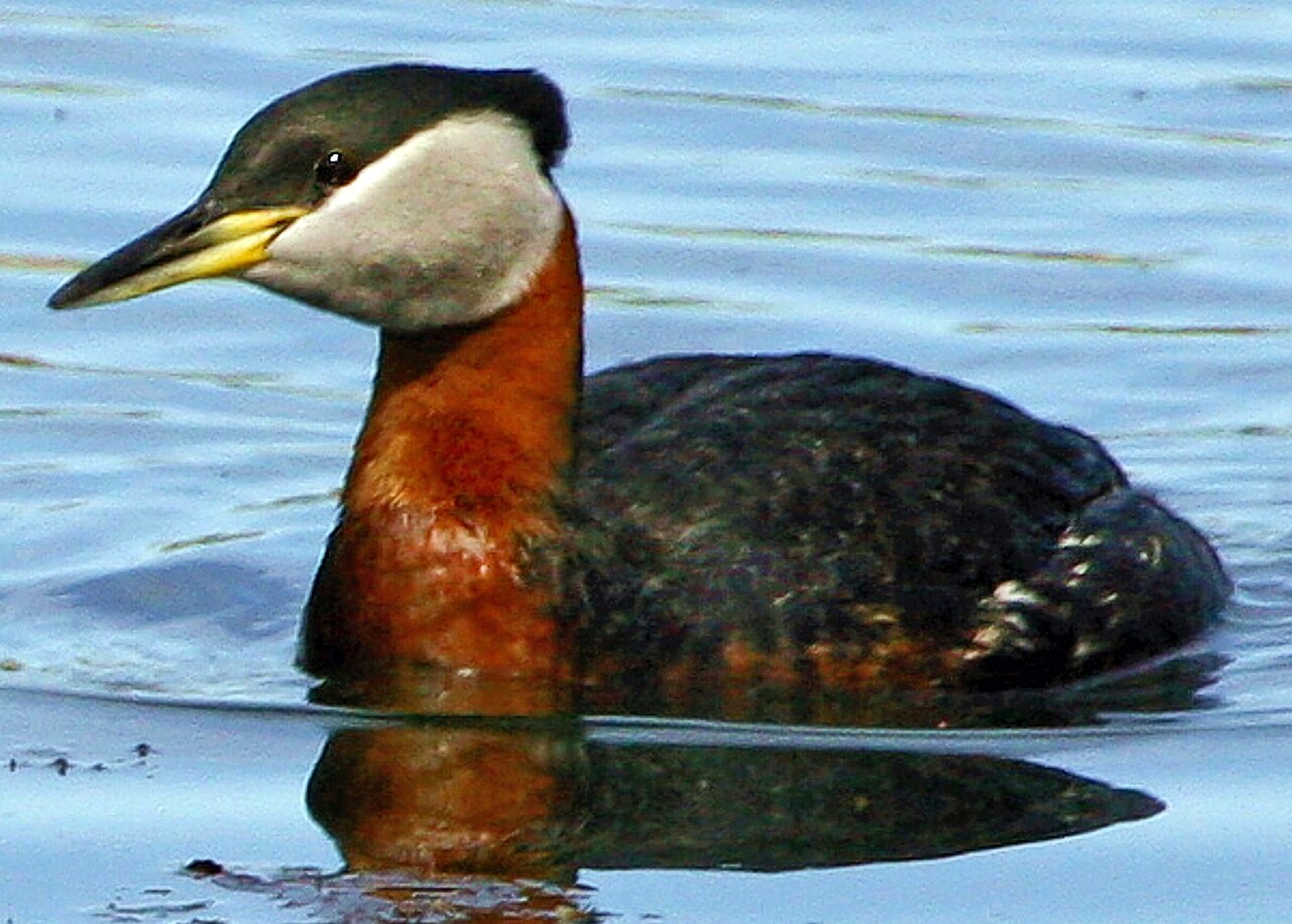 Roodhalsfuut (Podiceps grisegena)