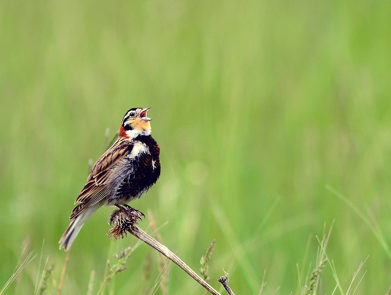 Escribano collarejo (Calcarius ornatus)