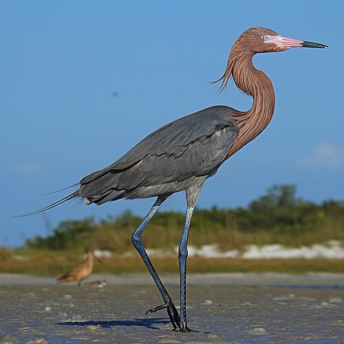 Roodhalsreiger (Egretta rufescens)