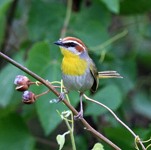 Roodkapzanger (Basileuterus rufifrons)
