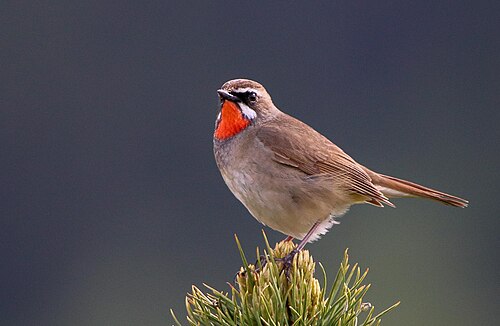 Roodkeelnachtegaal (Calliope calliope)
