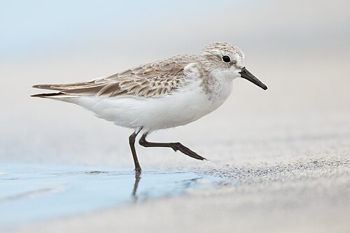 Roodkeelstrandloper (Calidris ruficollis)
