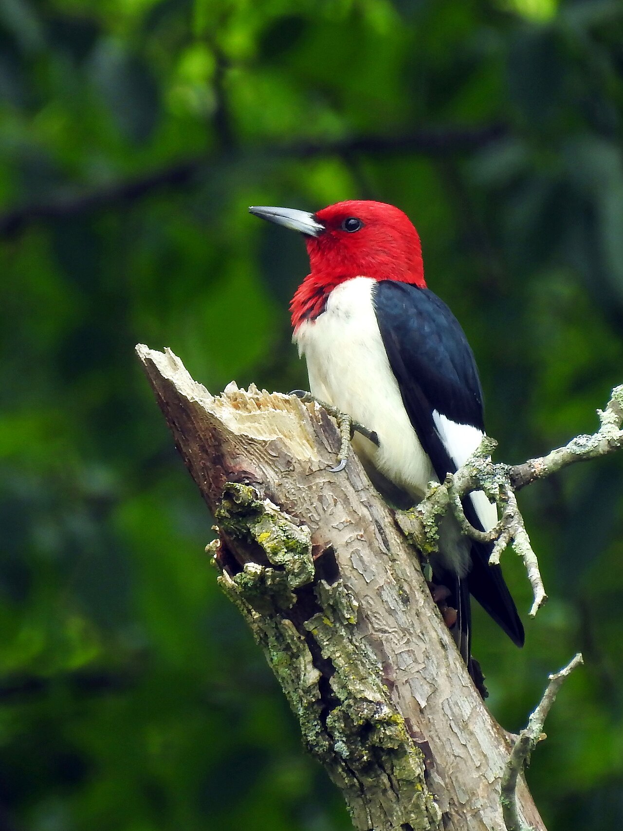 Carpintero cabecirrojo (Melanerpes erythrocephalus)