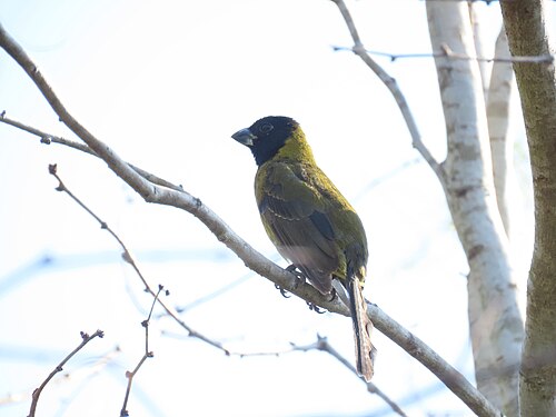 Roodkraagkardinaal (Periporphyrus celaeno)