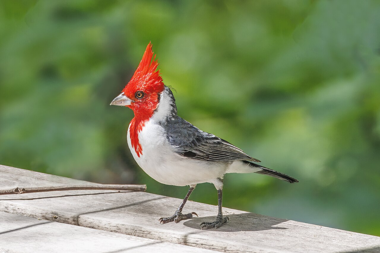 Roodkuifkardinaal (Paroaria coronata)