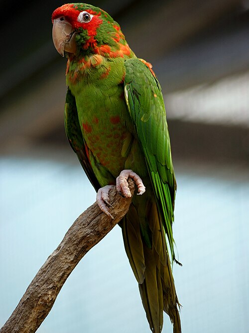 Roodmaskeraratinga (Psittacara mitratus)