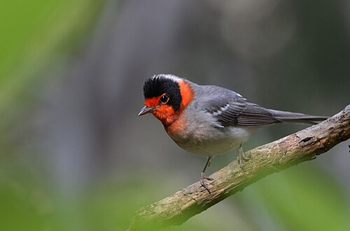 Roodmaskerzanger (Cardellina rubrifrons)
