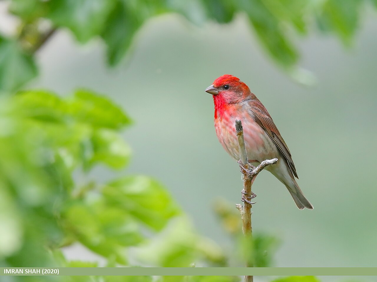 Roodmus (Carpodacus erythrinus)