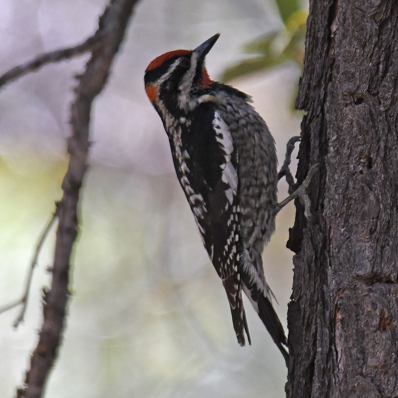 Red-naped Sapsucker (Sphyrapicus nuchalis)