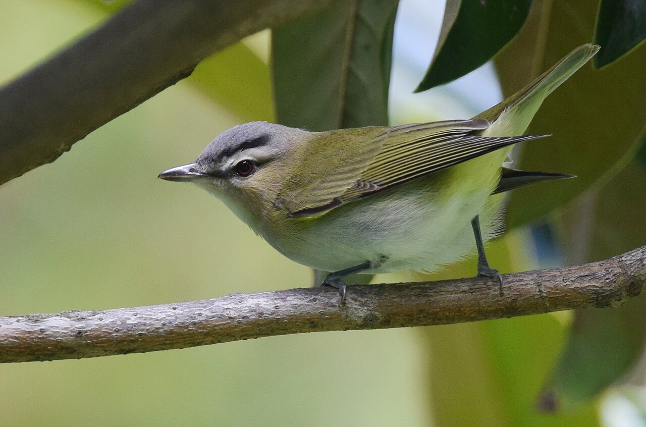 Roodoogvireo (Vireo olivaceus)