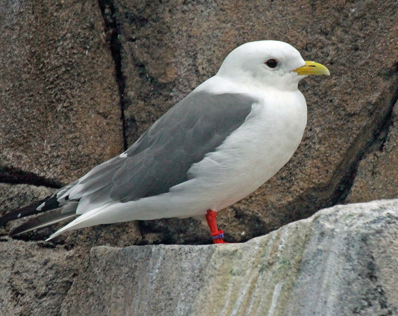 Gaviota piquicorta (Rissa brevirostris)