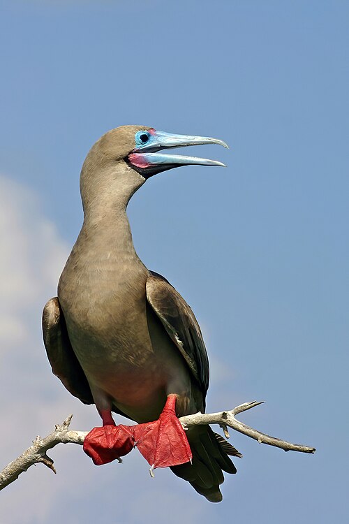 Roodpootgent (Sula sula)