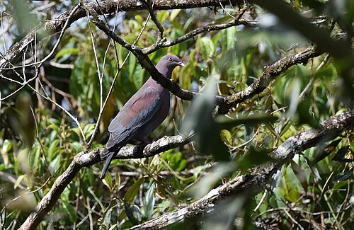 Roodsnavelduif (Patagioenas flavirostris)