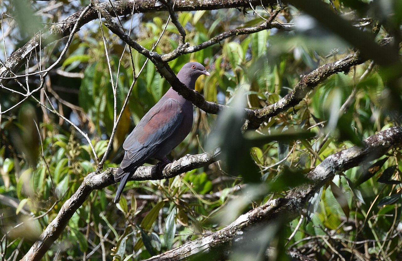 Roodsnavelduif (Patagioenas flavirostris)