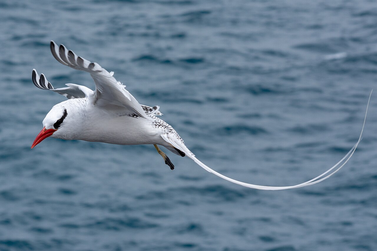 Roodsnavelkeerkringvogel (Phaethon aethereus)
